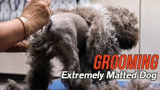 Grooming an EXTREMELY matted dog [upl. by Nilcaj866]