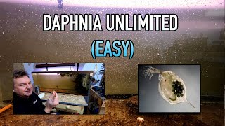 How I Raise Daphnia Water Fleas And You Can Too [upl. by Eelyme220]