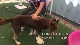 Petting Consent Tests movie [upl. by Yerok]