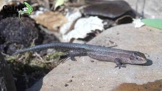 The Common Lizard  British Herpetofauna [upl. by Adaminah]