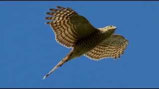 Sparrowhawk Bird Call Bird Song [upl. by Lewse]