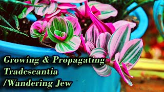 Growing Tradescantia  Wandering Jew Care amp Propagation [upl. by Zakarias]