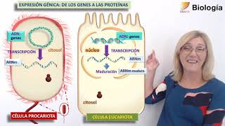 43Biología La expresión génica [upl. by Ahsiened]