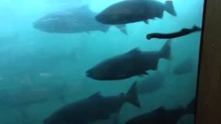 Bonneville Dam fish ladder window [upl. by Berky56]