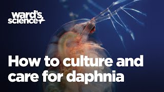 Caring and Culturing for Daphnia [upl. by Perdita]