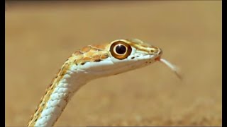 Sand Snake vs Lizard  Wild Africa  BBC Earth [upl. by Demeyer50]