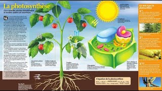 la photosynthèse [upl. by Gnem]