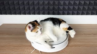 Wie REAGIERT meine KATZE auf einen STAUBSAUGROBOTER  Roborock S5 MAX im Test [upl. by Nicholle687]