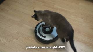 Cat shows HOW TO use iRobot Roomba Vacuum [upl. by Perlman919]