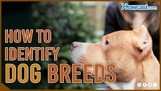 How to identify dog breeds [upl. by Quartas]