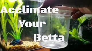 HOW TO ACCLIMATE A BETTA FISH 2018 [upl. by Zeculon330]