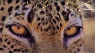 NailBiting Leopard Moments  Top 5  BBC Earth [upl. by Afatsuom]