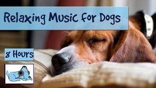 OVER 8 HOURS of Relaxing Music for Dogs and Puppies Calm Down Stressed or Anxious Dogs and Puppies [upl. by Naffets]