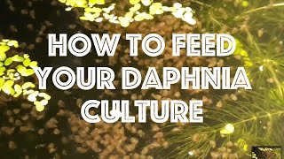 How To Feed Your Daphnia Culture [upl. by Lira]