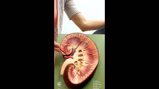 Urinary System Anatomy and Physiology II [upl. by Raddi]