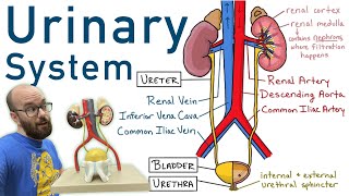 Urinary System  Structure Function Plastinated Kidney and Bladder 3D Model [upl. by Yelsnia762]