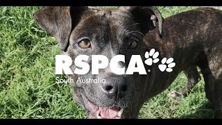 Welcome to RSPCA South Australia [upl. by Orna496]