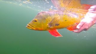 Clear Water Peacock Bass Fishing  Miami Florida [upl. by Pirozzo11]