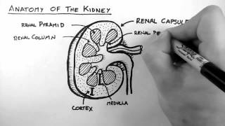 Renal Anatomy 1  Kidney [upl. by Owens]