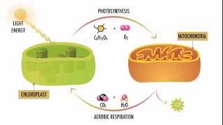 Photosynthesis and Respiration [upl. by Gualtiero923]