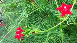 Cypress Vine Ipomoea quamoclit Lisas Landscape amp Design quotPlant Pick of the Dayquot [upl. by Aicilra]