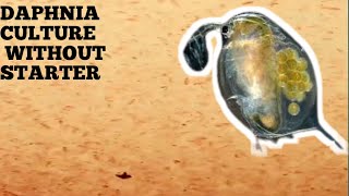 HOW TO CULTURE DAPHNIA NATURALLY WITHOUT A STARTER [upl. by Asiel541]