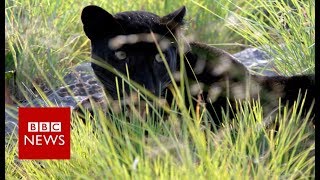 Rare India black leopard caught on film BBC News [upl. by Suravaj]