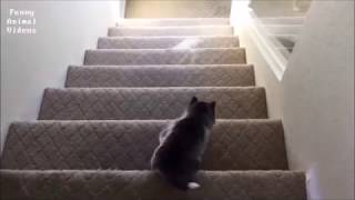 Dogs Falling Down Stairs Compilation 2018 [upl. by Asital522]