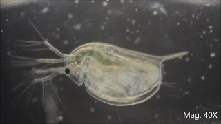 Daphnia magna under the Microscope [upl. by Yticilef]