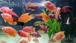 Exotic Fish at Austin Aquatic Aquarium Fish Shop [upl. by Sinnoda730]