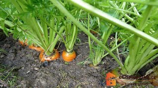 Jak pěstovat mrkev ze semen🥕 Daucus carota [upl. by Kcirtap]