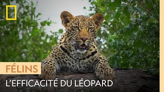 Le léopard africain carnivore le plus efficace du continent [upl. by Smitt]