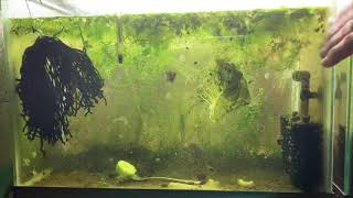 Scuds Daphnia Cherry Shrimp Copepods My aquatic food culture [upl. by Richards]