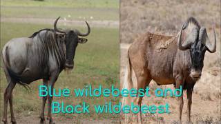 Blue wildebeest and Black wildebeest [upl. by Lindsay]