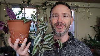 Tradescantia Zebrina  Wandering Jew Care Guide and Repot [upl. by Xavier923]