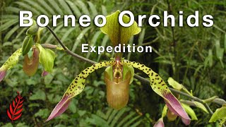 Borneo Orchids Expedition [upl. by Mcgill]