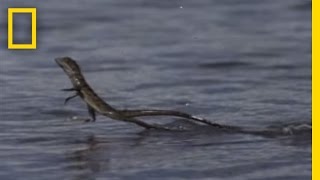 Jesus Christ Lizard  National Geographic [upl. by Hephzibah]