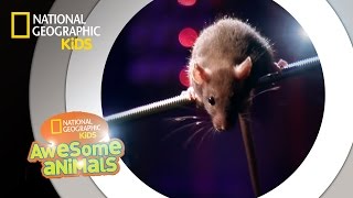 Rat Genius  Awesome Animals [upl. by Lobell]