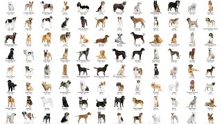 ALL 358 DOG BREEDS IN THE WORLD [upl. by Collin]