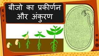 Science  Plant reproduction Seed and Germination  Hindi [upl. by Harold]