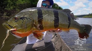 THE BEST PEACOCK BASS FLY FISHING VIDEO EVER [upl. by Namrak738]