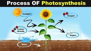 The Process Of Photosynthesis UrduHindi [upl. by Oliy]