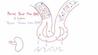 Renal Blood Flow RBF and Renal Plasma Flow RPF [upl. by Arline102]