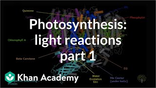 Photosynthesis in Plants Detailed Process [upl. by Elakram]