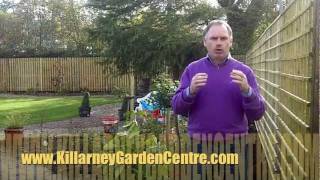 How to plant laurel hedge  Killarney Garden Centre [upl. by Revorg]