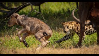 Leopard attack a Buffalo calf  Yala National park [upl. by Allard679]