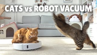 Cats vs Robot Vacuum  Kittisaurus [upl. by Acyssej]