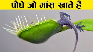 10 मांस खाने वाले पौधे  Plants the eat Animals  Carnivorous Plants in Hindi [upl. by Ahsinav4]