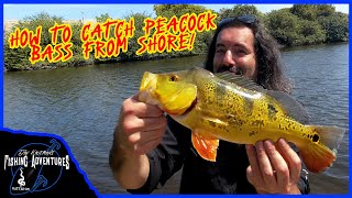 How to catch PEACOCK BASS in Florida bank fishing [upl. by Relyuhcs]