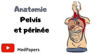 ANATOMIE Pelvis et périnée [upl. by Smiga]